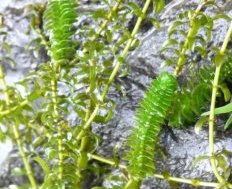 1. Элодея канадская (Elodea canadensis)