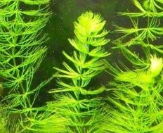 2. Роголистник темно-зеленый (Ceratophyllum demersum) 2. Роголистник темно-зеленый (Ceratophyllum demersum)
