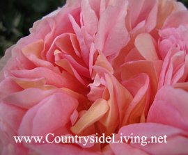 Английская роза 'Абрахам Дарби' (Rosa 'Abraham Darby' ® Auscot) в моем саду