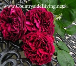 Английская роза 'Фальстаф' (Rosa 'Falstaff ® Ausverse') в моем саду