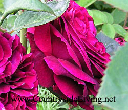 Английская роза 'Фальстаф' (Rosa 'Falstaff ® Ausverse') в моем саду