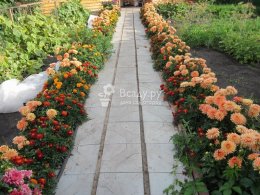 Бордюрные цветники оживят садовые дорожки на даче