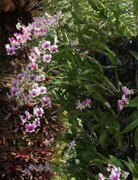 фото цветы орхидеи