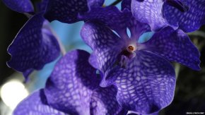 фото - экзотическая орхидея в домашних условиях - как вырастить?