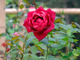 Фото красивых роз из королевского парка 19
