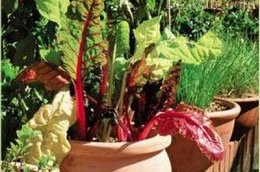 Глиняные горшки с мангольдом и зеленью Глиняные горшки с мангольдом и зеленью