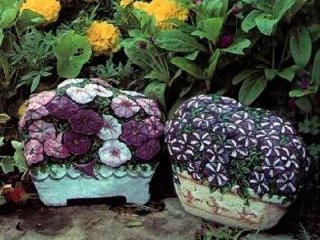 Камни-цветы Камни-цветы