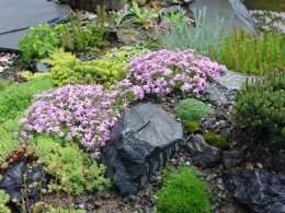 Камни и растения на альпийской горке