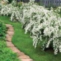 Кустарники для дизайна дачного участка Кустарники для дачи