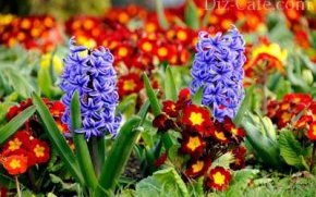 Примулы и гиацинты Примулы и гиацинты