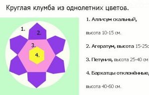 Схема клумбы из однолетников Схема клумбы из однолетников