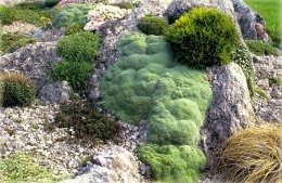 Туф (травертин) - известковая порода для альпийской горки