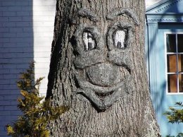 Веселое лицо дерева