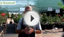 Что такое альпийская горка? Какие растения подходят для