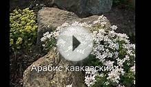 Декоративные цветущие многолетники Названия и фото