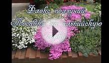 Флокс ползучий. Посадка на альпийскую горку.