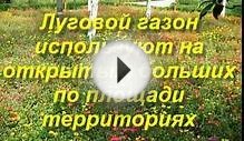 Газон на даче своими руками. Пять видов газонов