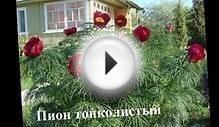 Красивые цветы на даче Клумба цветушая все лето