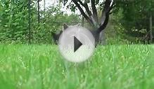 Видео мини кошка на даче